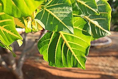 《守望先锋2》小美女皇皮肤演示 中国玩家无语：太丑了